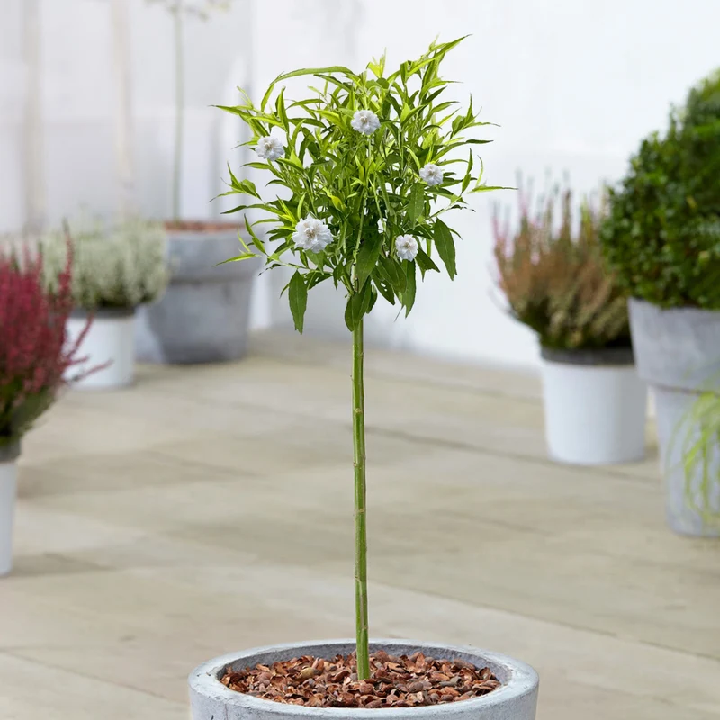 Prunus 'White Peachy' Terrassenbaum