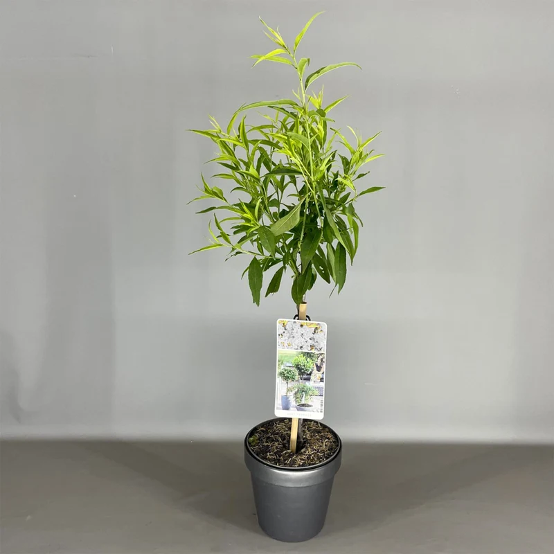 Prunus 'White Peachy' Terrassenbaum
