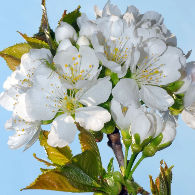 Prunus 'White Peachy' Terrassenbaum