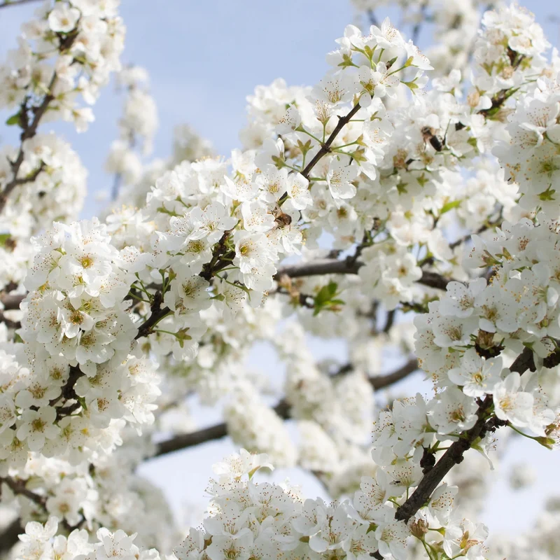 Prunus 'White Peachy' Terrassenbaum