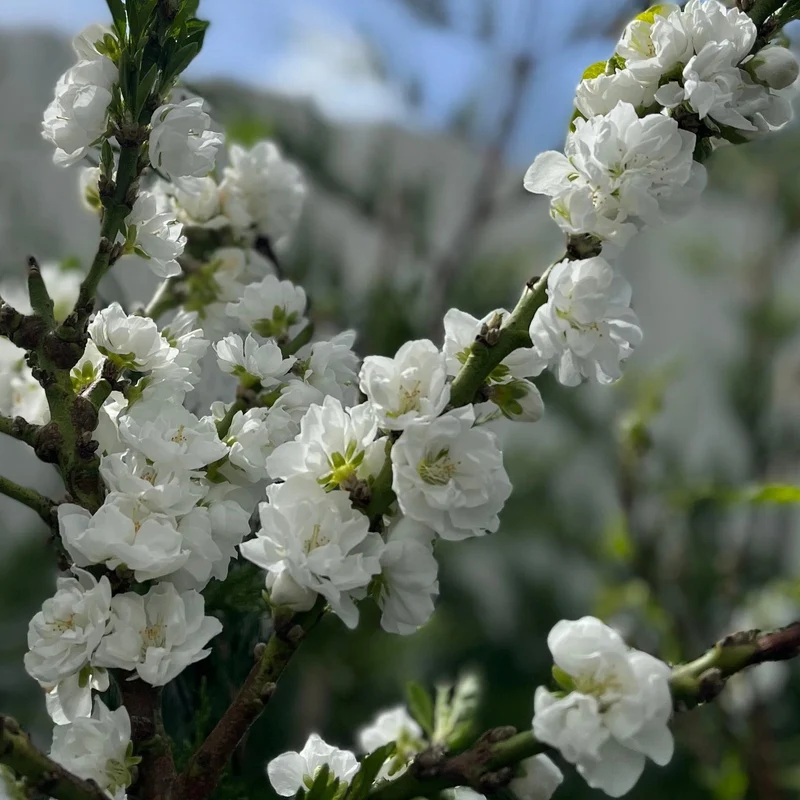 Prunus 'White Peachy' Terrassenbaum