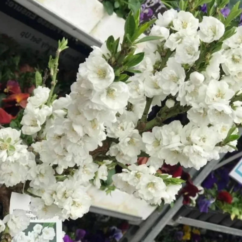 Prunus 'White Peachy' Terrassenbaum