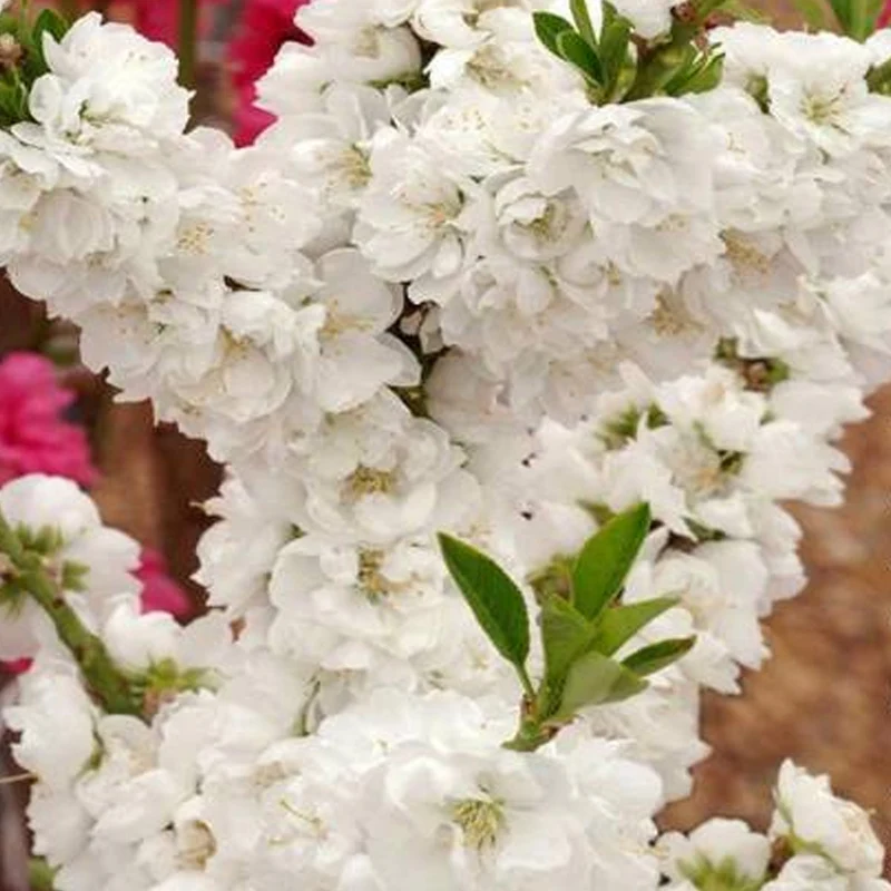 Prunus 'White Peachy' Terrassenbaum