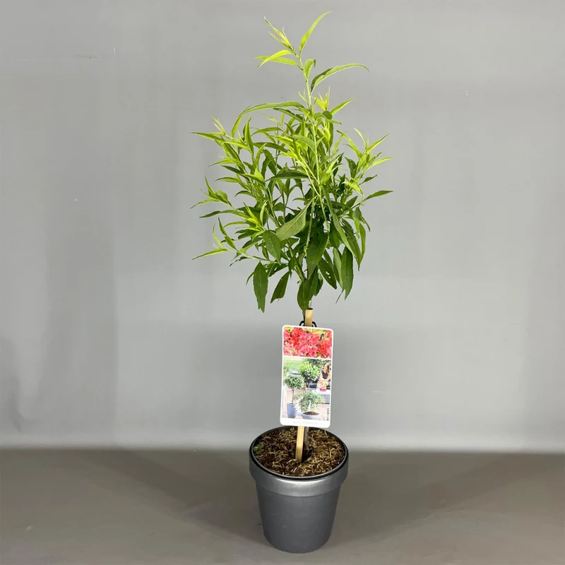 Prunus 'Red Peachy' Terrassenbaum