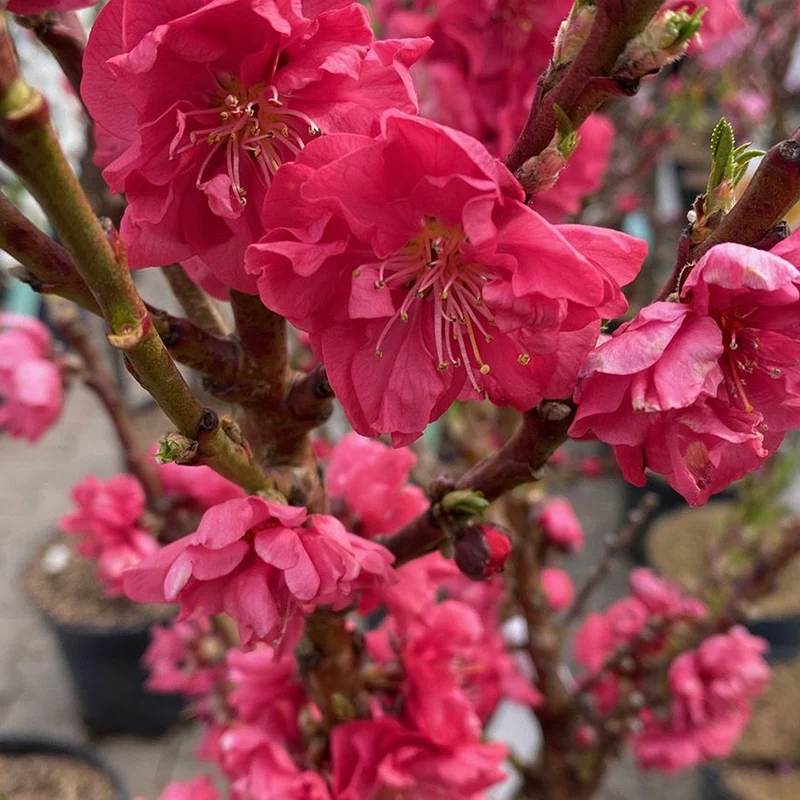 Prunus 'Red Peachy' Terrassenbaum