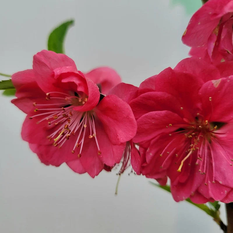 Prunus 'Red Peachy' Terrassenbaum