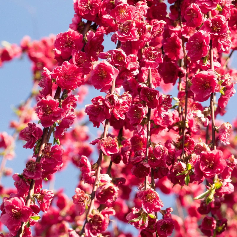 Prunus 'Red Peachy' Terrassenbaum