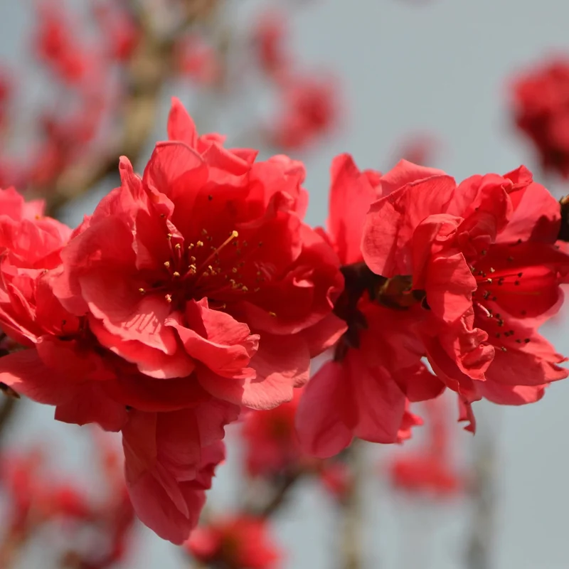 Prunus 'Red Peachy' Terrassenbaum