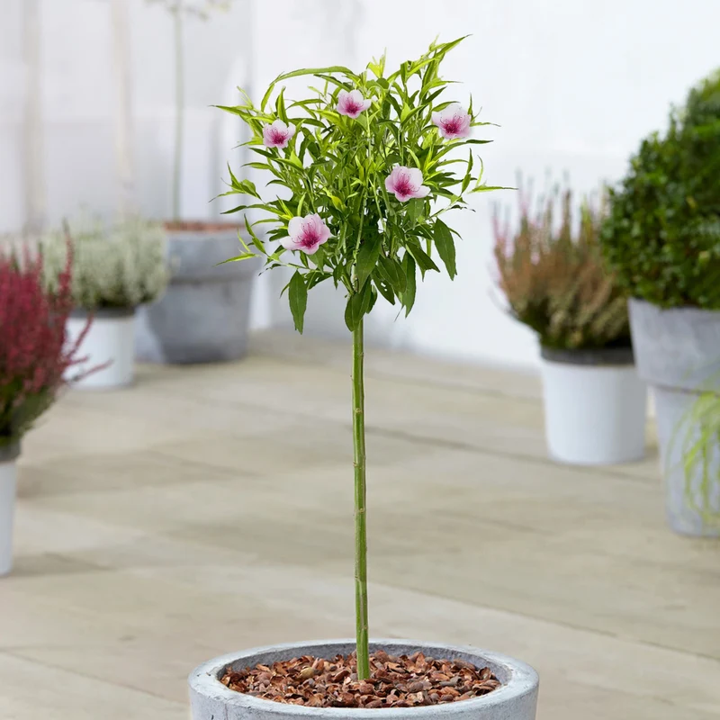 Prunus 'Pink Peachy' Terrassenbaum