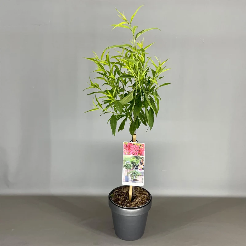 Prunus 'Pink Peachy' Terrassenbaum
