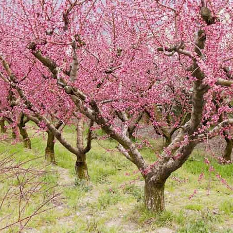 Prunus 'Pink Peachy' Terrassenbaum