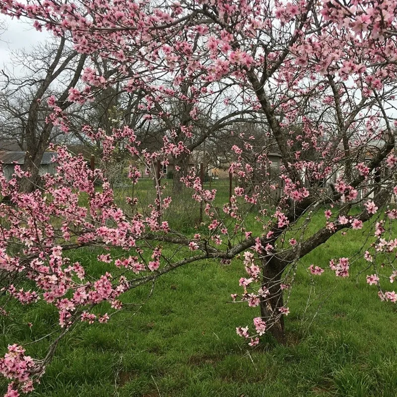 Prunus 'Pink Peachy' Terrassenbaum