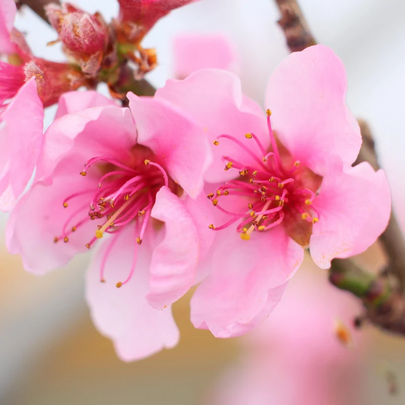 Prunus 'Pink Peachy' Terrassenbaum