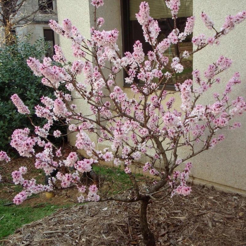 Prunus 'Pink Peachy' Terrassenbaum