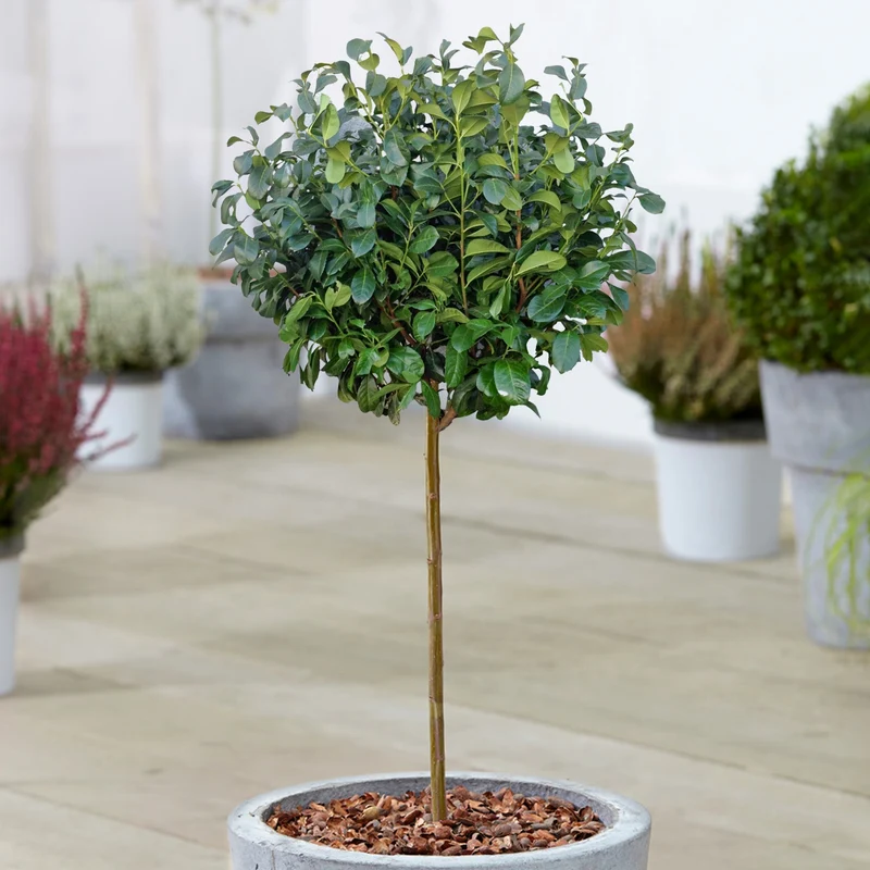 Prunus 'Etna' Terrassenbaum