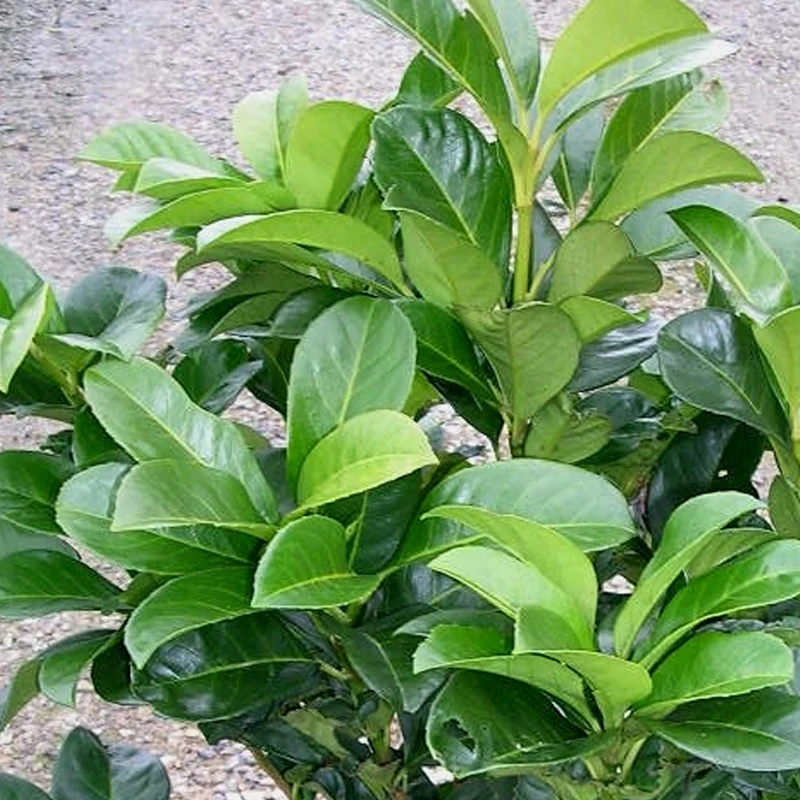 Prunus 'Etna' Terrassenbaum