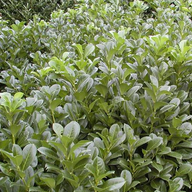 Prunus 'Etna' Terrassenbaum