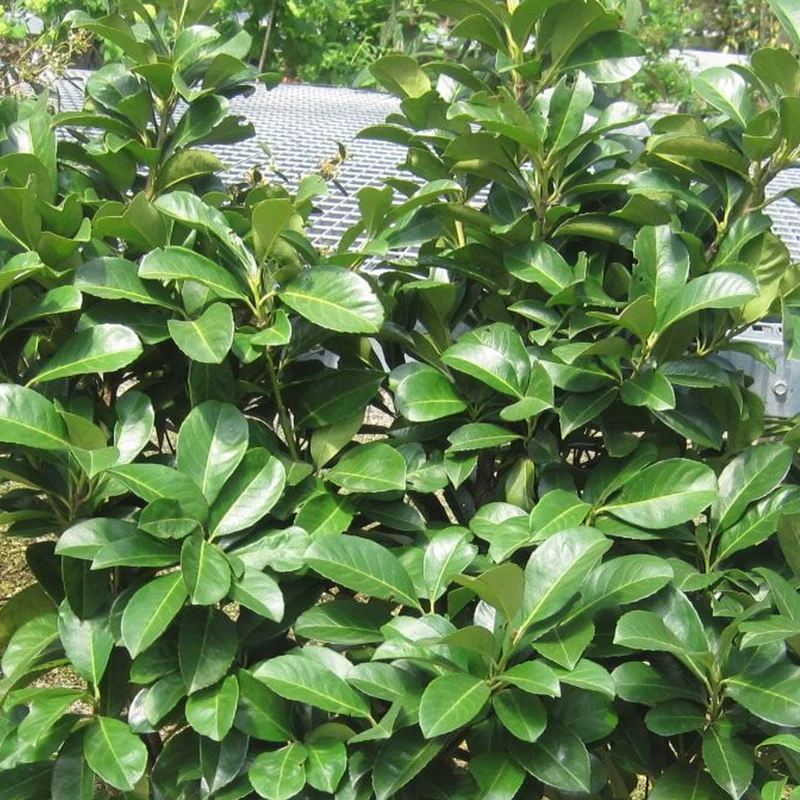 Prunus 'Etna' Terrassenbaum