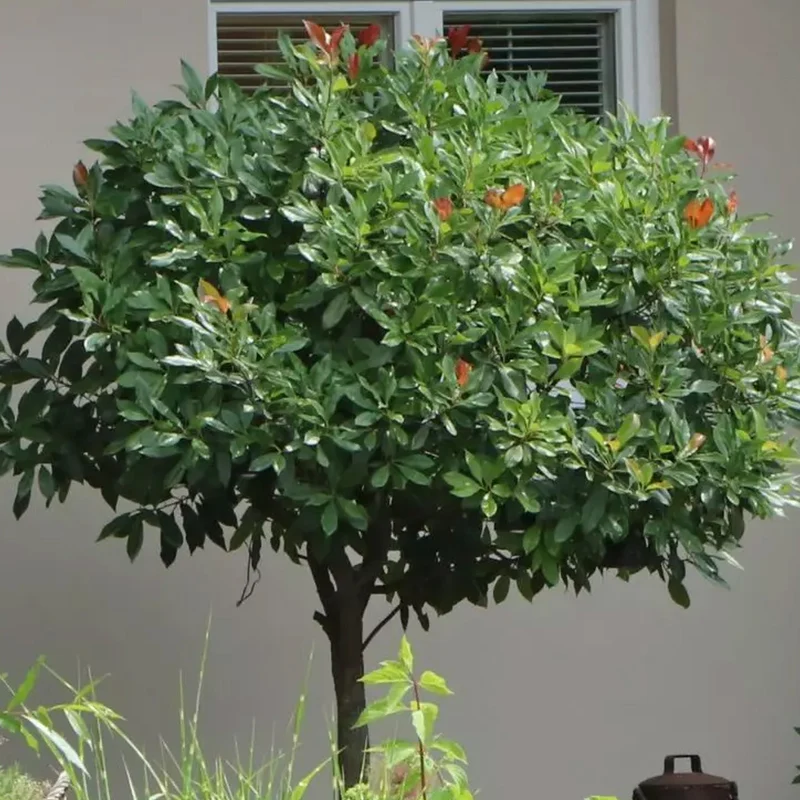 Prunus 'Etna' Terrassenbaum
