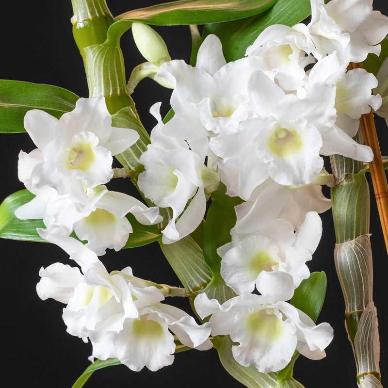 Orchidee 'Sanook Kokosnuss Traum'
