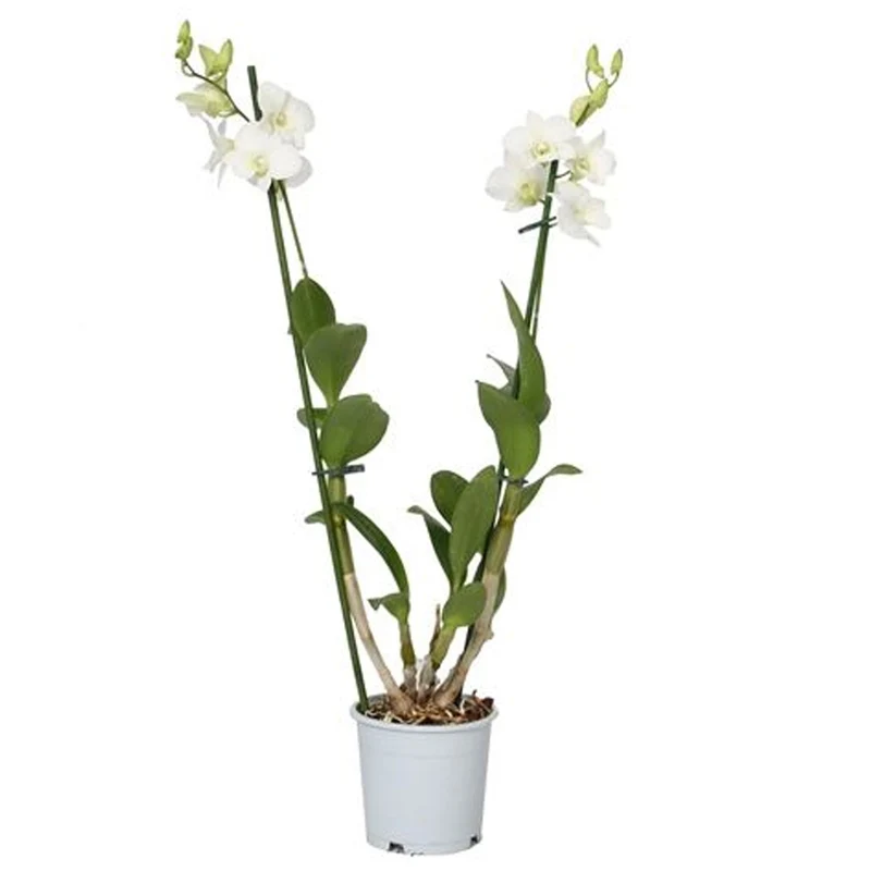 Orchidee 'Sanook Kokosnuss Traum'