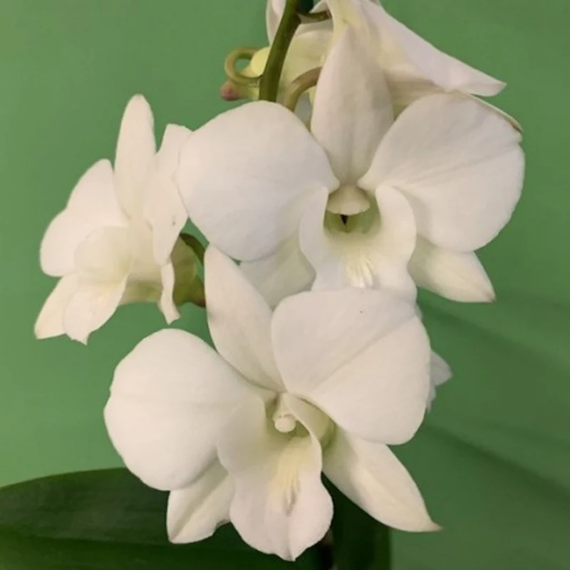 Orchidee 'Sanook Kokosnuss Traum'