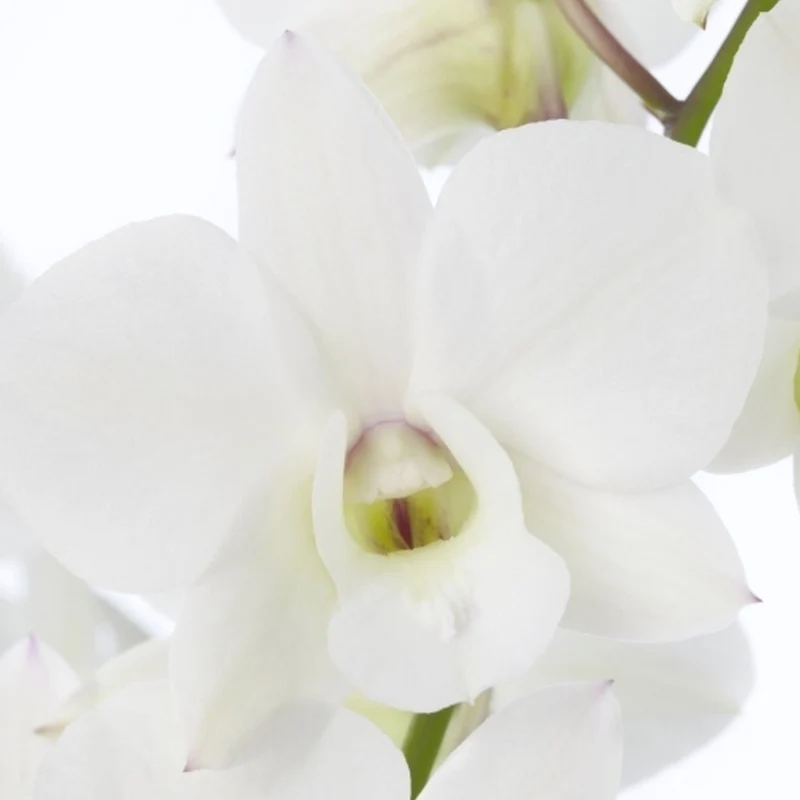 Orchidee 'Sanook Kokosnuss Traum'