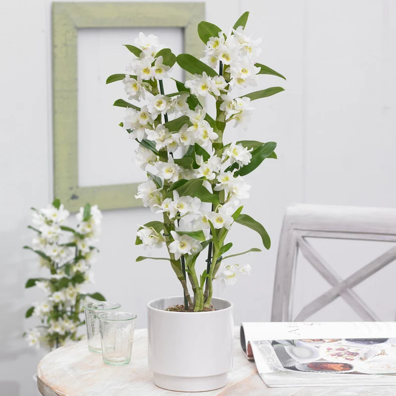 Orchidee 'Nobile Apollon'