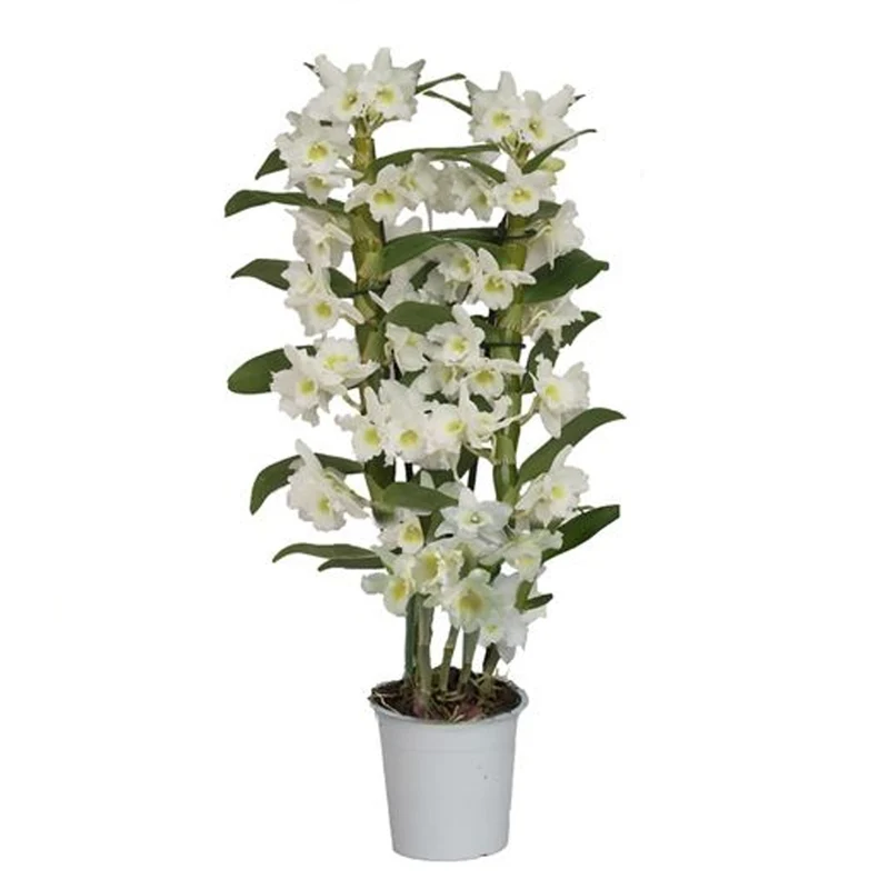 Orchidee 'Nobile Apollon'