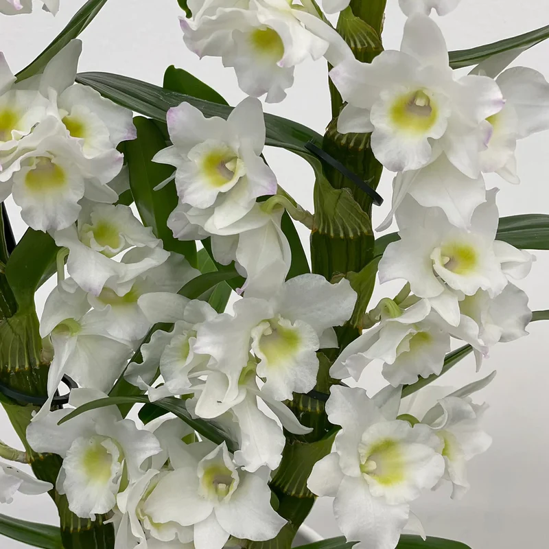 Orchidee 'Nobile Apollon'