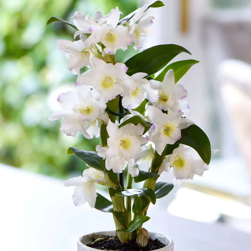 Orchidee 'Nobile Apollon'