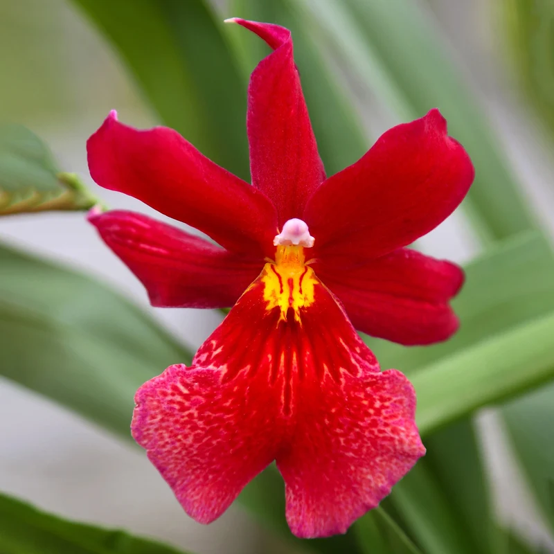 Orchidee 'Cambria Red Velvet'
