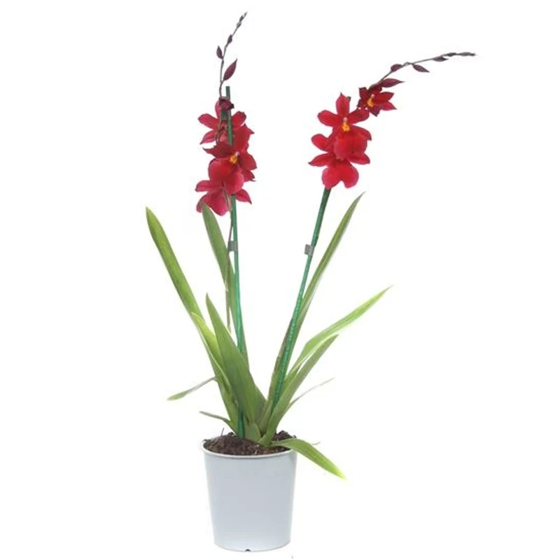 Orchidee 'Cambria Red Velvet'