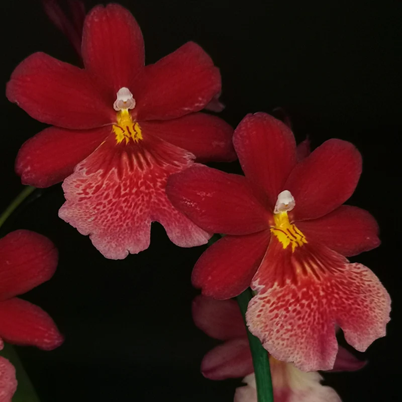 Orchidee 'Cambria Red Velvet'