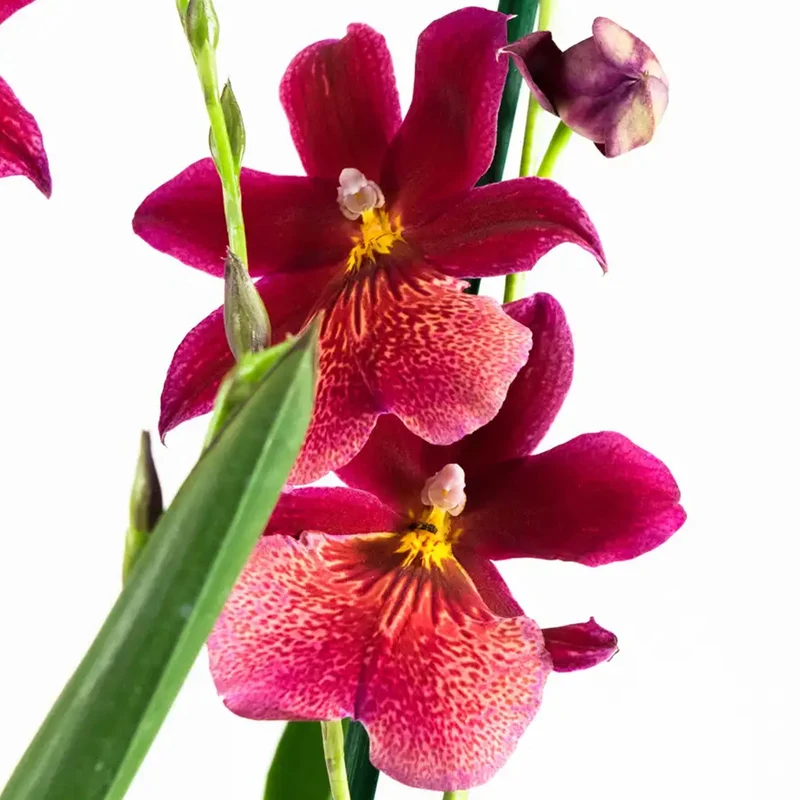 Orchidee 'Cambria Red Velvet'