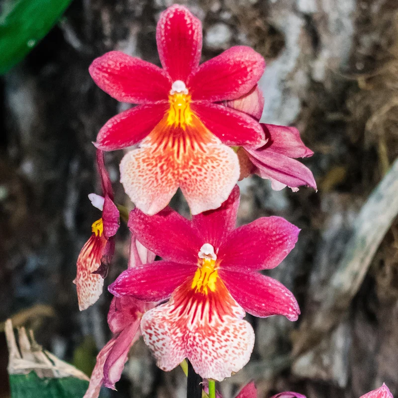 Orchidee 'Cambria Nelly Isler'