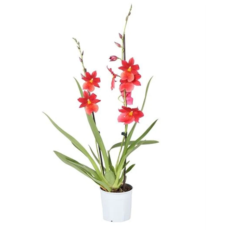 Orchidee 'Cambria Nelly Isler'