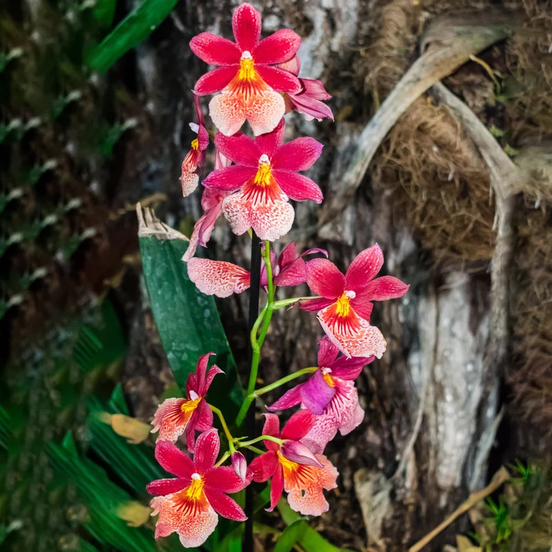 Orchidee 'Cambria Nelly Isler'