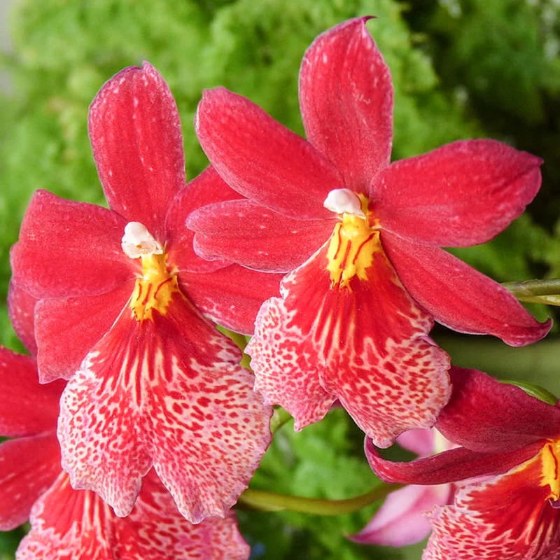 Orchidee 'Cambria Nelly Isler'