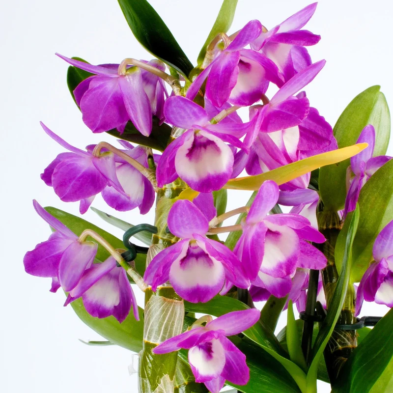 Orchidee 'Berry Oda'