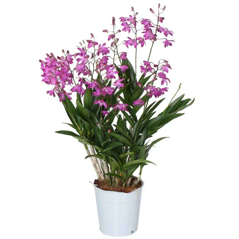 Orchidee 'Berry Oda'
