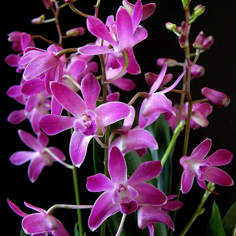 Orchidee 'Berry Oda'