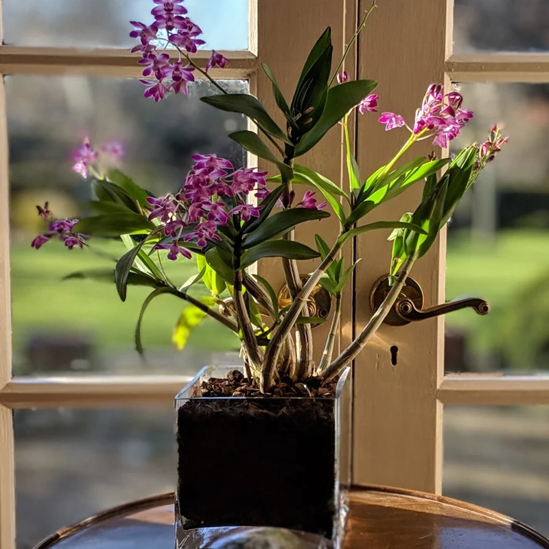 Orchidee 'Berry Oda'