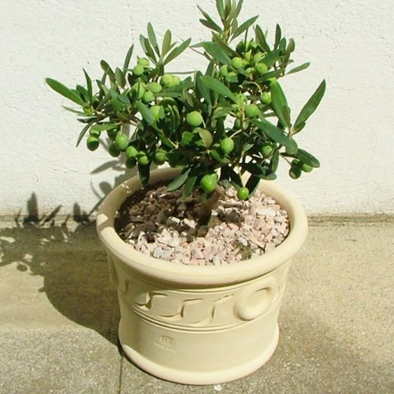 Olea Europaea