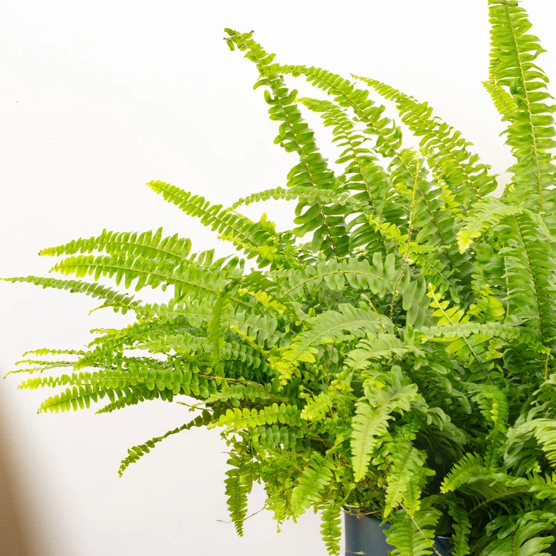 Nephrolepis 'Bostoniensis'
