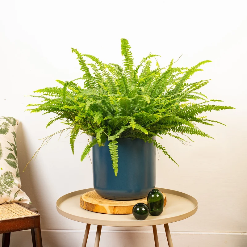 Nephrolepis 'Bostoniensis'