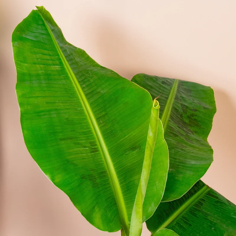 Musa 'Dwarf Cavendish'