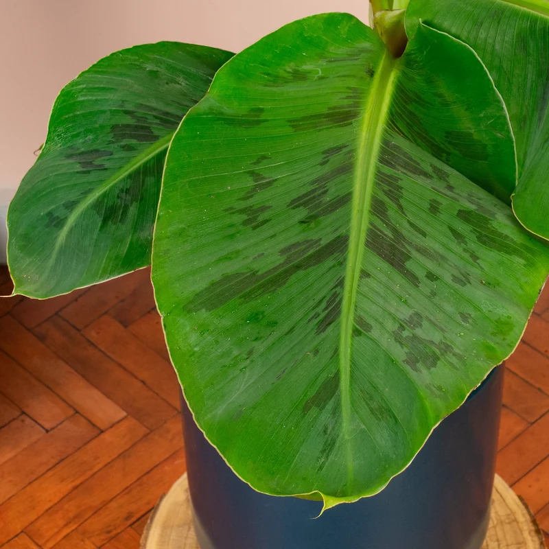Musa 'Dwarf Cavendish'