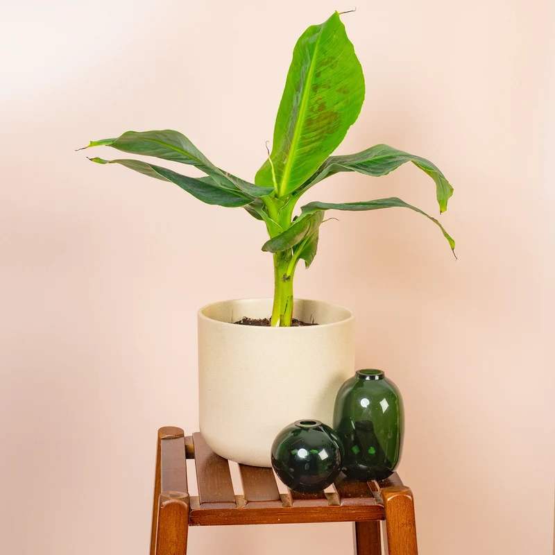 Musa 'Dwarf Cavendish'
