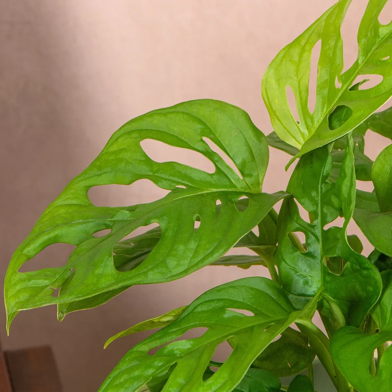 Monstera obliqua